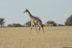 NA_0092