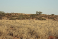 NA_0184