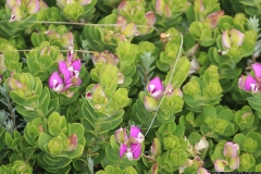 CA_0061