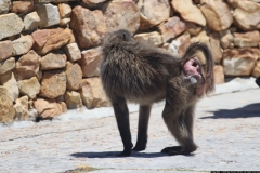 KNP_0007