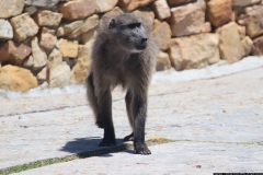 KNP_0008