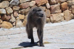 KNP_0009