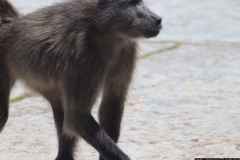 KNP_0010