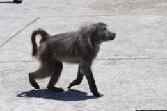 KNP_0012