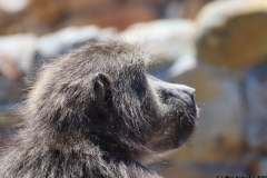 KNP_0029