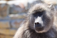 KNP_0037