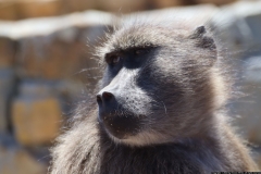 KNP_0039