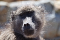KNP_0040