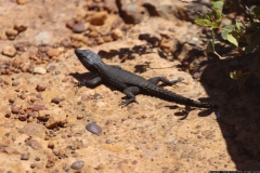 KNP_0042