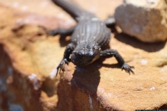 KNP_0055