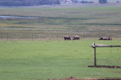KNP_0090