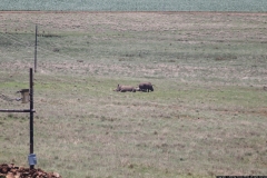KNP_0135