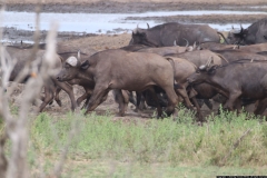 KNP_0150