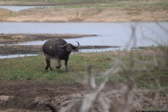 KNP_0152