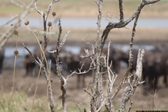 KNP_0153