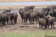 KNP_0154