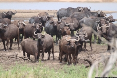 KNP_0155