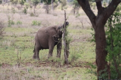 KNP_0156