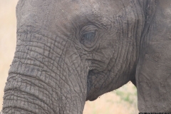 KNP_0158