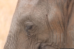 KNP_0159