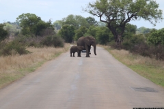 KNP_0161