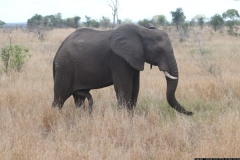 KNP_0162