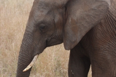 KNP_0163