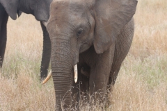 KNP_0164