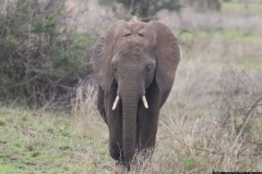 KNP_0165