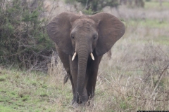 KNP_0166