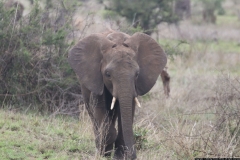KNP_0167