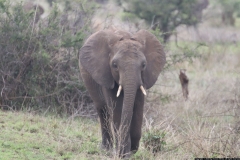 KNP_0168