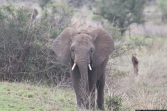 KNP_0170