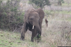 KNP_0171