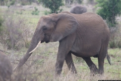 KNP_0174