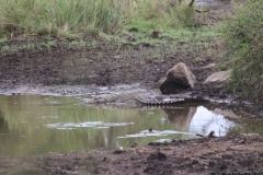 KNP_0179