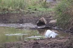 KNP_0180