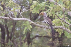 KNP_0181