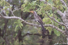 KNP_0182