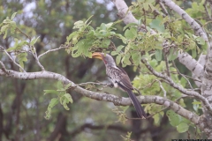KNP_0184