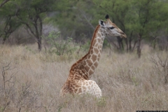 KNP_0185
