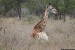 KNP_0186