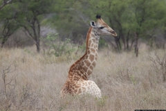 KNP_0187