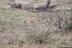 KNP_0188
