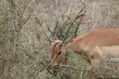 KNP_0189