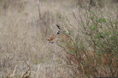 KNP_0190