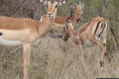 KNP_0191