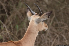 KNP_0192