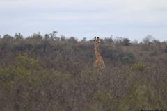 KNP_0193