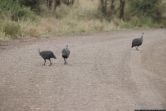 KNP_0194